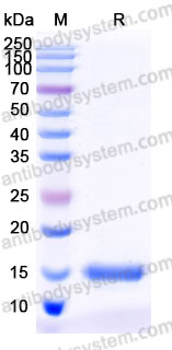 AHD59401, SDS-PAGE