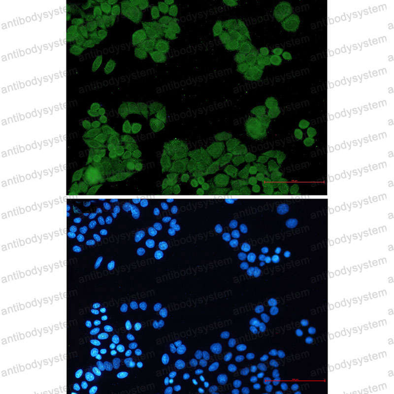 Валидация IF - AntibodySystem RHF61202