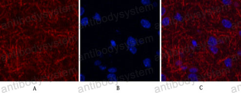 Валидация IF - AntibodySystem RHC85501
