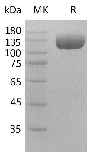 Валидация Elabscience PKSH033696(3976)
