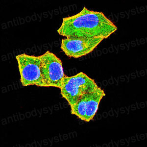Валидация IF - AntibodySystem RHB88303