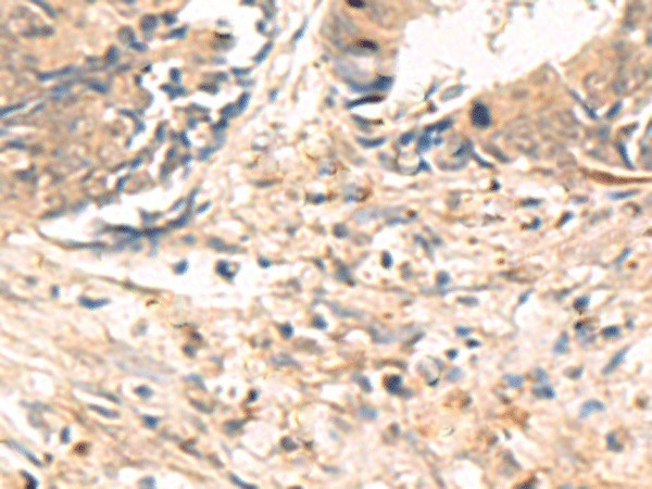 Валидация Elabscience E-AB-19433