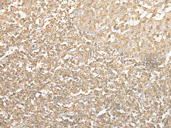 Валидация Elabscience E-AB-18438