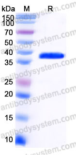 EHC90901, SDS-PAGE