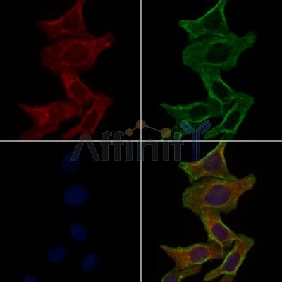 Валидация Affinity AF5289 - 2826