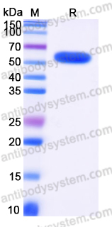 EHD09901, SDS-PAGE