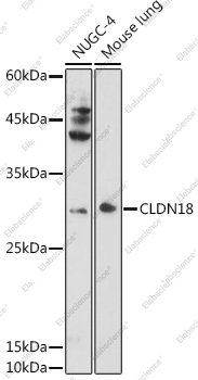 Вестерн-блоттинг, CLDN18, различные клеточные линии