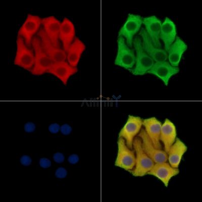 Валидация Affinity DF14488 - 10469