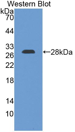50854
