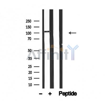 Валидация Affinity AF4727 - 2344