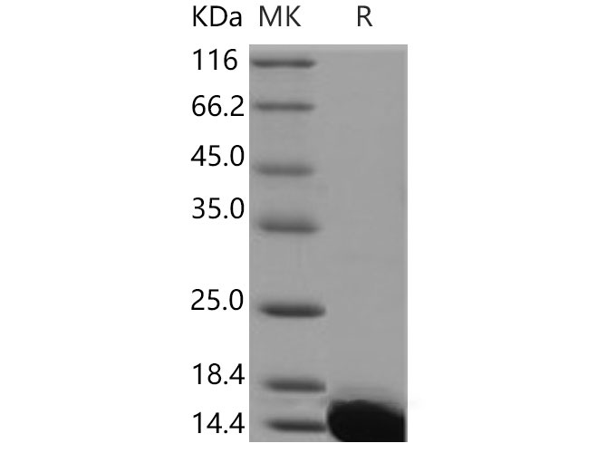 Валидация Elabscience PKSM040804(4768)