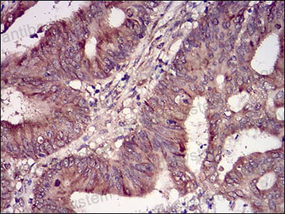 Валидация AntibodySystem RHF61502