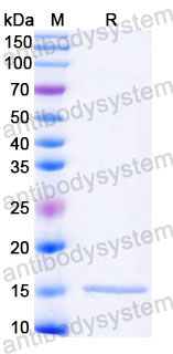 Валидация SDS-PAGE - AntibodySystem RZZ01815