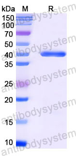 Валидация SDS-PAGE - AntibodySystem RGK33101