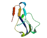 Interleukin 18 Binding Protein (IL18BP) Interleukin 18 Binding Protein (IL18BP)