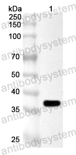 Валидация AntibodySystem PXX21001