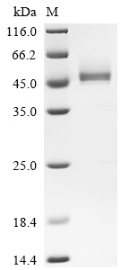 SDS-PAGE