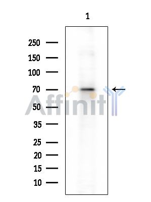 Валидация Affinity DF2986 - 13726