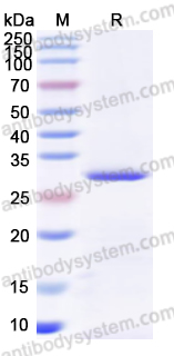 Валидация AntibodySystem YHB99602