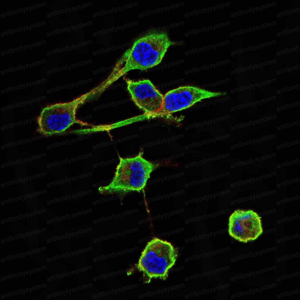 Валидация IF - AntibodySystem RHC97803