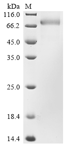 SDS-PAGE