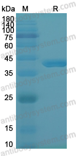 Валидация AntibodySystem YXX12601