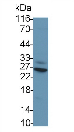 62667