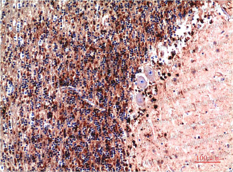 Валидация AntibodySystem RHB90202