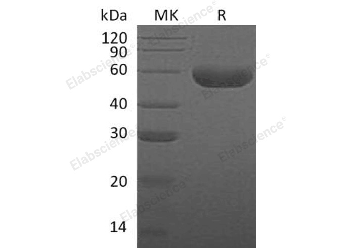 Валидация Elabscience PKSH032552(3006)