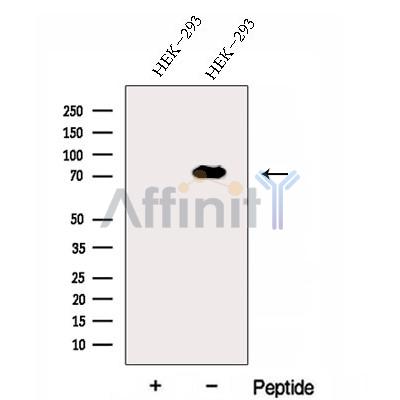 Валидация Affinity DF12988 - 7766