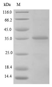 SDS-PAGE