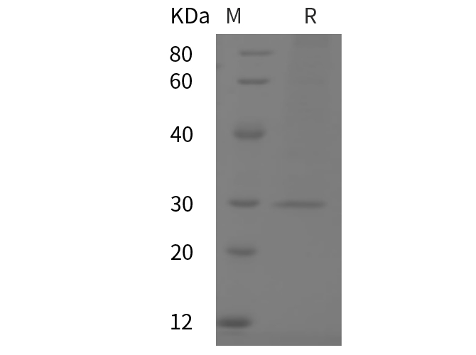 Валидация Elabscience PDMM100036(1024)