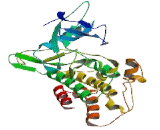 Mullerian Inhibiting Substance Type II Receptor (MISR2) Mullerian Inhibiting Substance Type II Receptor (MISR2)