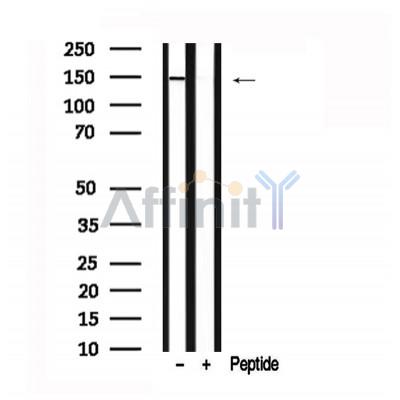 Валидация Affinity AF7630 - 4303