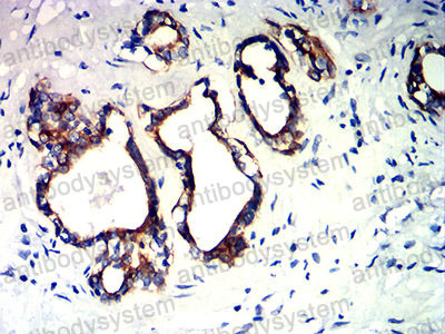 Валидация AntibodySystem RHC99304 (1239)