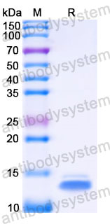 EHC40001, SDS-PAGE