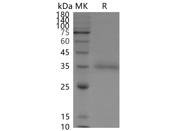 Валидация Elabscience PKSV030321(6052)