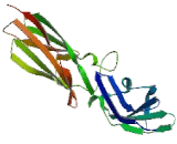 Interferon Gamma Receptor 1 (IFNgR1) Interferon Gamma Receptor 1 (IFNgR1)
