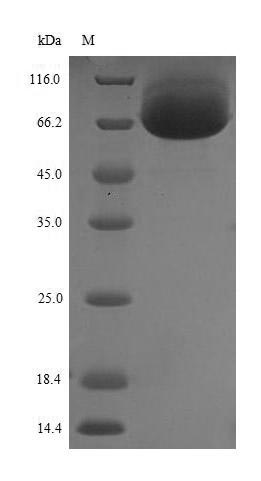 SDS-PAGE