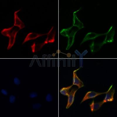 Валидация Affinity DF2933 - 13677