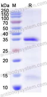 Валидация AntibodySystem YMJ03701