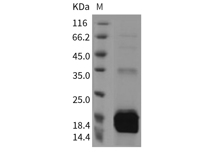 Валидация Elabscience PKSM040756(4728)