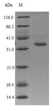 SDS-PAGE