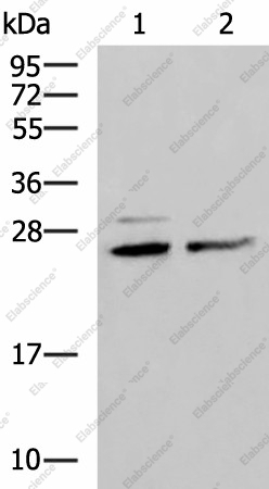 Вестерн-блоттинг, SNRPB2, клетки HeLa и K562