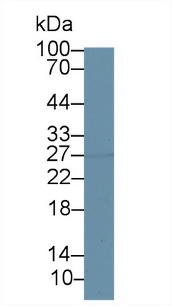 14425