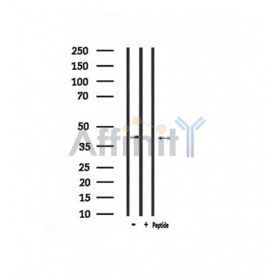 Валидация Affinity DF4858 - 16632