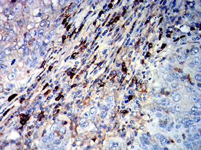 Валидация AntibodySystem RHC34007