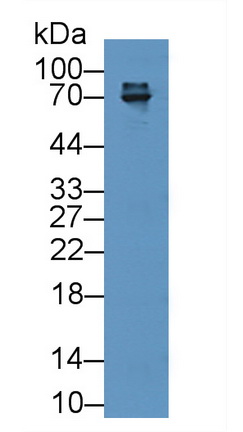 11902