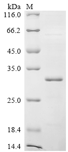 SDS-PAGE