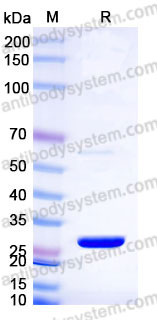 YHB62202, SDS-PAGE